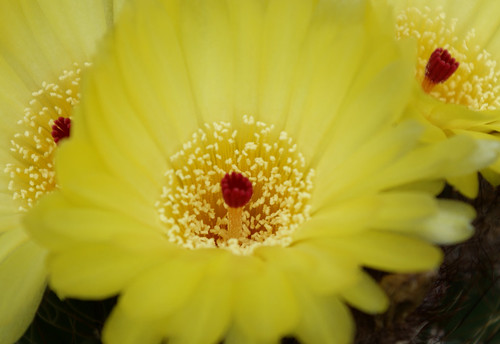 spring cacti flowers - Page 3 2923053591_49542f2696