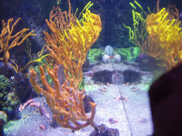 [visite]L'aquarium de La Rochelle 2917625299_7f38b3e572_o