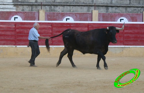 Cintruenigo (Navarra) 11-09-09 despedida de Jose Luis Pejenaute, exhicion de saltos, moto, quad y anillas, ganaderia Santos Zapateria (Valtierra, Navarra) 3926073627_92419eb2e7