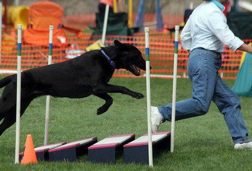 Belle's First Agility Trial 2432814392_70c8382d9e