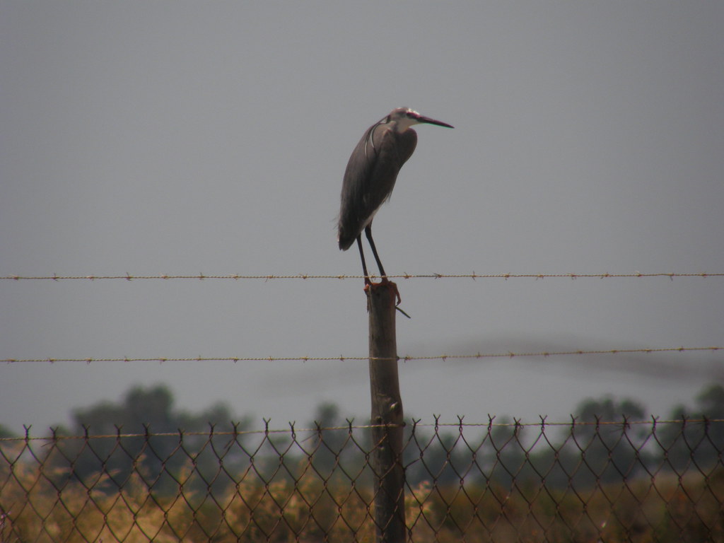 Egretta gularis x garzetta ? 2862749631_f2059b5258_b