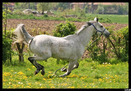 le club des chevaux "joyeux" ... 2459224401_c82fe182b6