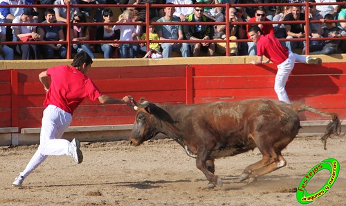 Concurso de recortadores del Burgo de Ebro (Zaragoza) 23-4-2010 ganaderia Ivan Lopez (Villafranca de Ebro, Zaragoza) 4557709445_892cc2fab2