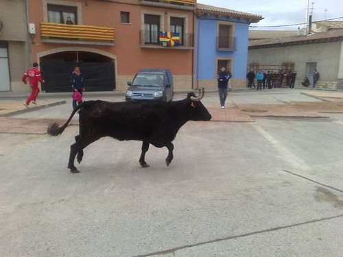 Villafranca de Ebro 8 - 12 - 08 Ganaderia de Ivan Lopez 3098065733_ba3109b10a