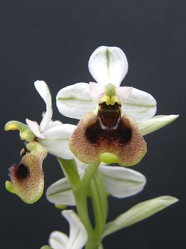 Ophrys tenthredinifera subsp. ficalhoana  2506699514_0a04ea747c