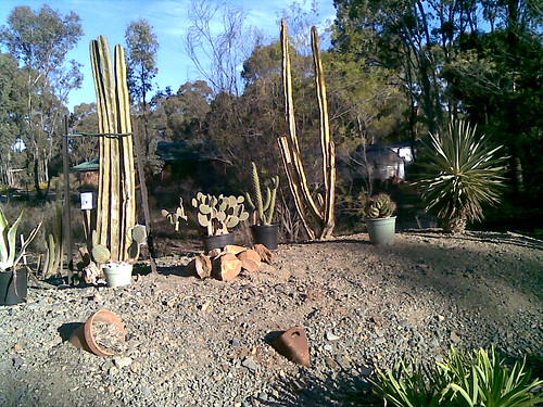 Show us  your cacti - Page 2 2563769912_5c1cda10cd