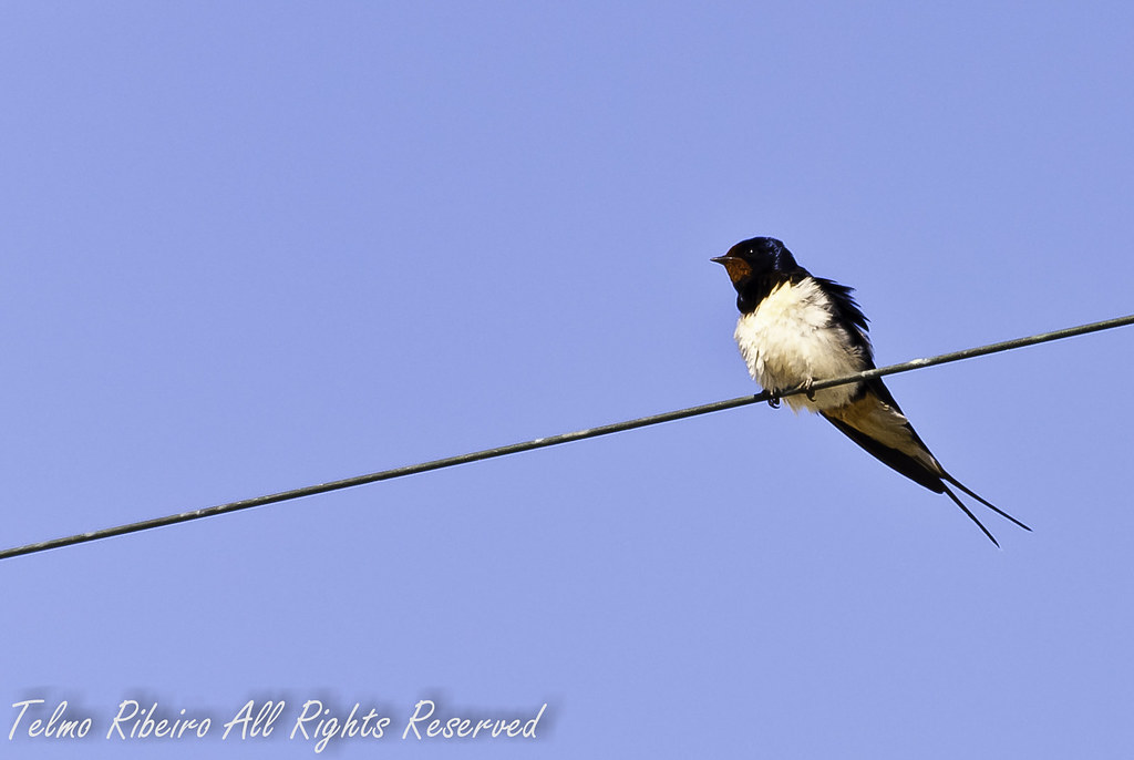 Hirundo rustica 5740562581_2632764c05_b