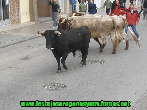 Calahorra domingo 01 - 03 - 2009 Ganaderia German Vidal 3322436328_a3c1234031