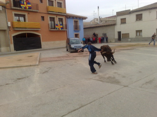 Villafranca de Ebro 8 - 12 - 08 Ganaderia de Ivan Lopez 3098105919_b9281f0844