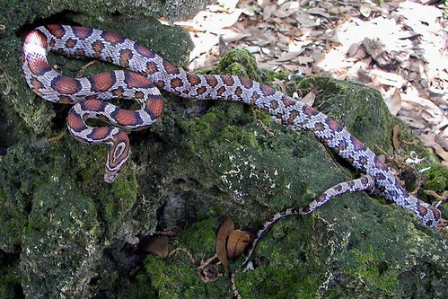 les origines pour eviter les aberrations ! (pantherophis) 2337560263_f3f506a05c