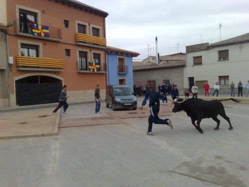 Villafranca de Ebro 8 - 12 - 08 Ganaderia de Ivan Lopez 3098916936_ff89cdb435