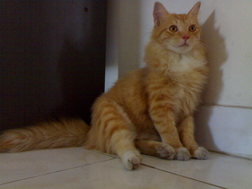 [jual] kucing Persia mix Anggora 2615044071_3c9790ca7a