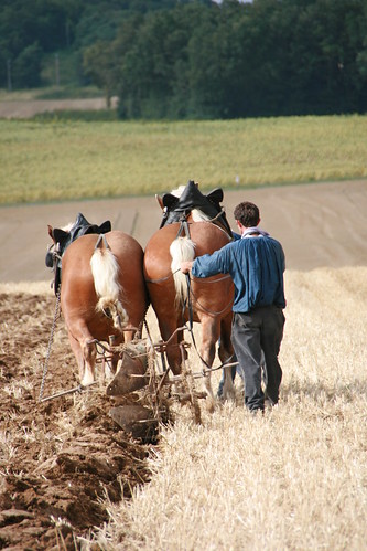 Cheval mon ami... - Page 2 2795871135_0e2f6c7ff6