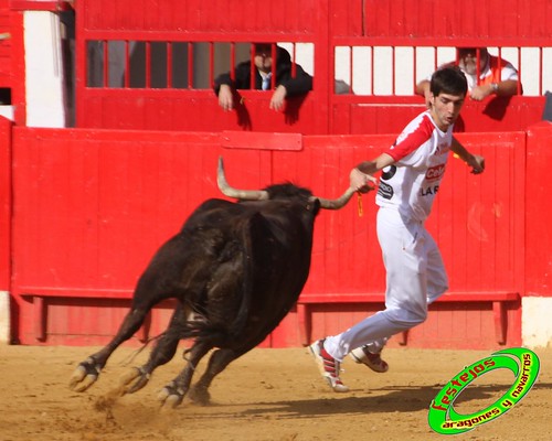 Alfaro (La Rioja)  16 de mayo Concurso de recortadores con anillas, ganaderia Jose Arriazu e Hijos (Ablitas, Navarra) 4638643581_358af956fb