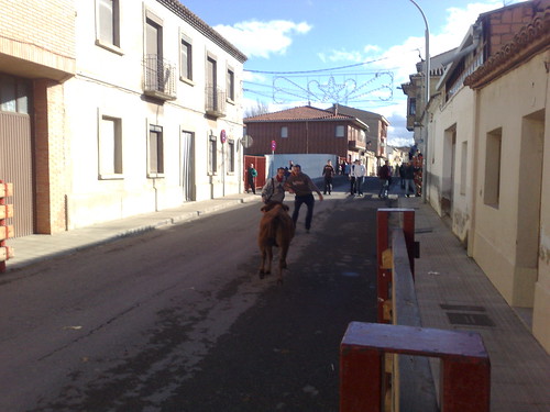 Castejon (Navarra) ganado de Pascual - Nechita de Castejon 3071359105_08dcd613f9