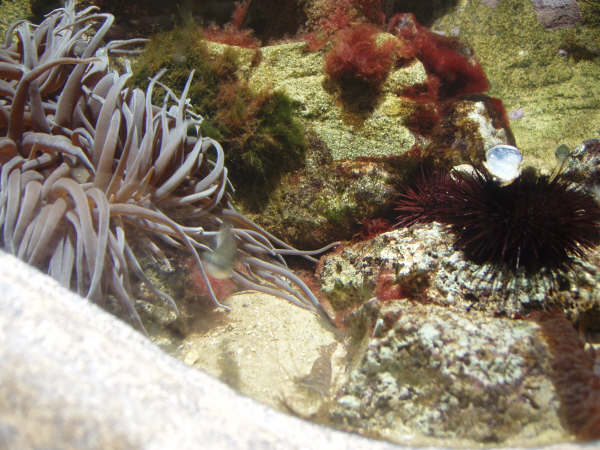 [visite]L'aquarium de La Rochelle 2917623095_19869f5c13_o