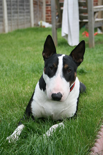 Angleški bullterier (English Bull Terrier) 2491879935_5483536077