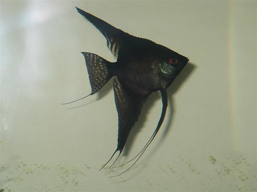 Angelfish 2650496632_7958480afc