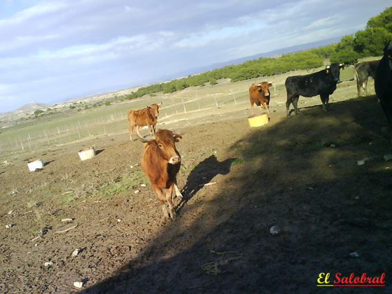 ganaderia "El Salobral"  Rada (Navarra) 3225870529_0e0ef47279_o