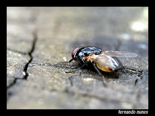 Brincando de Macro