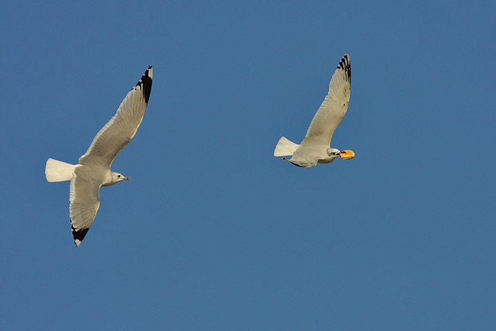 Regional meetings: gull meeting at Cesenatico, NE Italy, saturday 27th february 2010 3167246915_d843b9a116_o