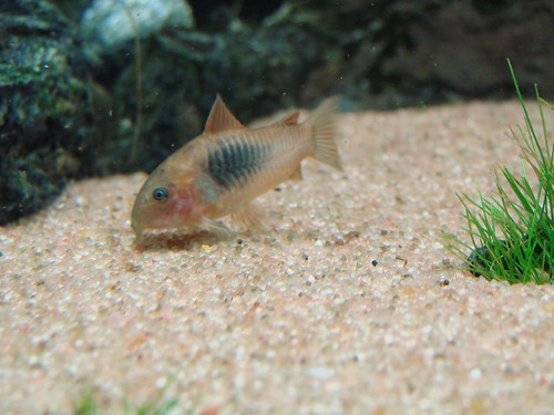 Fotografias de corydoras - Fotogaleria 3088314188_fcd5e9bcc5