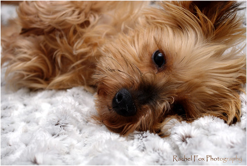 Dollie, yorkie female - 4 years old *rehomed* 3163262808_bdd3b8202b