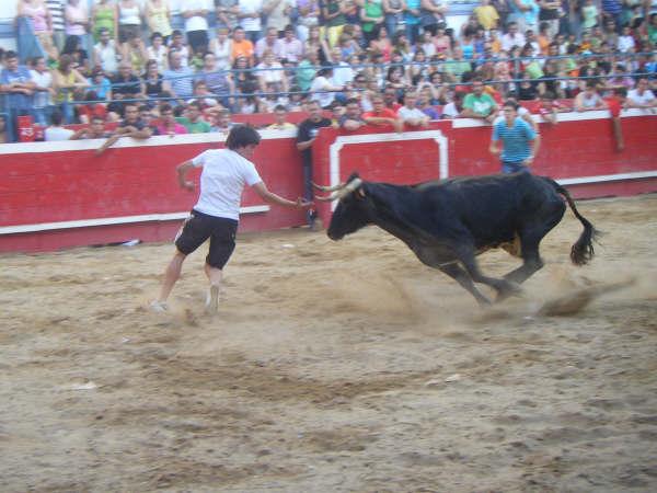 27-6-2009 en Novallas (Zaragoza) ganaderia de Murillo Conde (Tauste) 3696870323_ec4ff9cff3_o