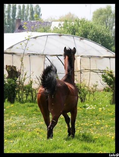 le club des chevaux "joyeux" ... 2460057984_1a1dfa6f08