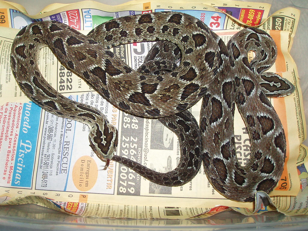 Bothrops from Brazil 3106533966_e81bae4098_b