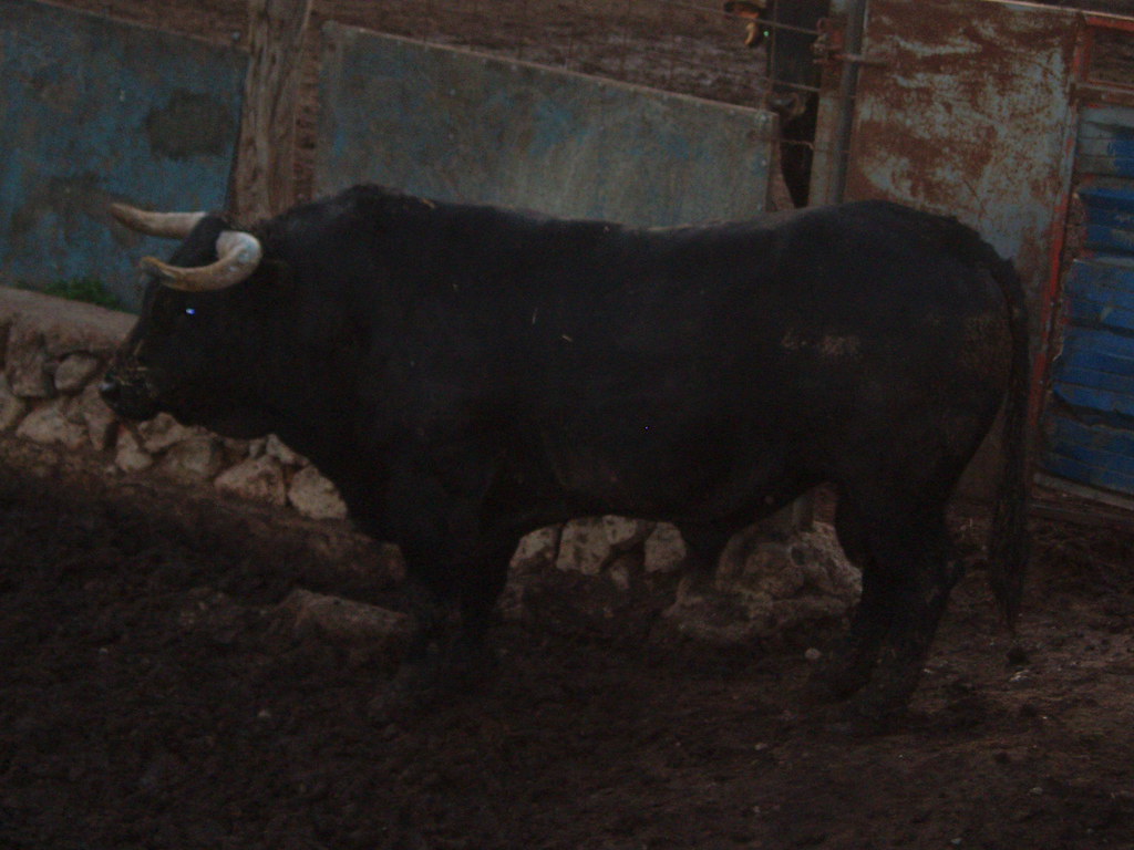 TORO Y GANADERIA 3022608785_7f31e23887_b