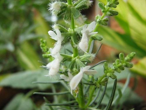 Salvia Jurisicii 'Alba' 2493198331_466b36c059