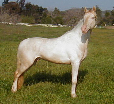 Just a spanish mustang mare (Forcer wainted) 3013890304_ae08d96c55