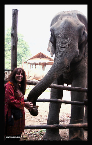 My Foster Elephant Max 2313017990_aab8d6294d