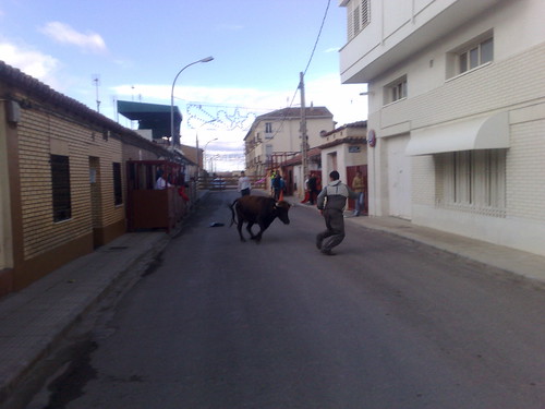 Castejon (Navarra) ganado de Pascual - Nechita de Castejon 3072242276_658ec1debb