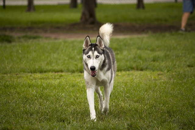 Florida Huskies and the NEW addition 9/5/13 - Page 2 5751650144_17fbec65b5_z