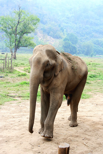 My Foster Elephant Max 2690541480_7bacca8fee