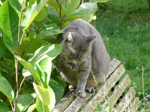 Hermès, 2 ans, superbe chat gris !! - Page 3 2756688317_b93b023013