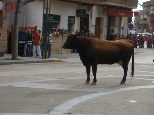 Aldeanueva de Ebro 01-01-09 Vicente Dominguez 3159818267_b62d2fcf7d