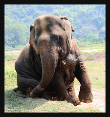 My newest Foster Elephant "Jokia" the blind one 2297024497_4901eb524a_m