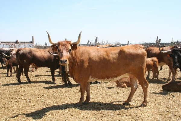 ¿Qué os parece la presencia de esta vaca? ¿La habeís visto en algún pueblo? 3185121930_24d8245fac_o