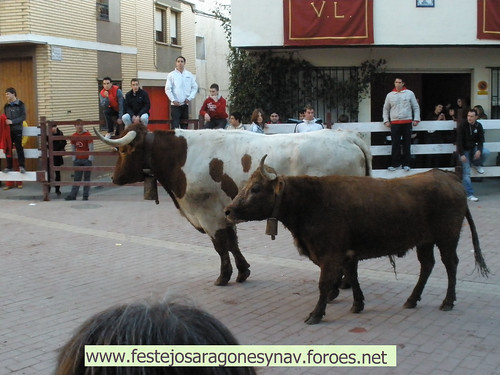 DIA 17-01-09  PRADILLA DE EBRO -  GANADO DE CUARTERO 3205498981_11d79c7c0b