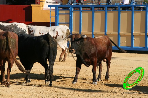 Alagon (Zaragoza) Desencajonada y vacas encintadas Ganaderia de Jose Luis Cuartero (Pradilla de Ebro) 11-6-2009 3628733496_4dbf8581b4