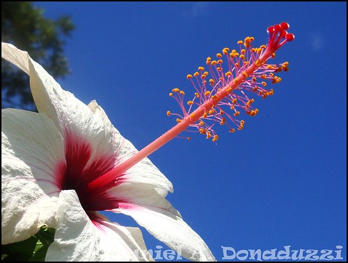 Hibisco