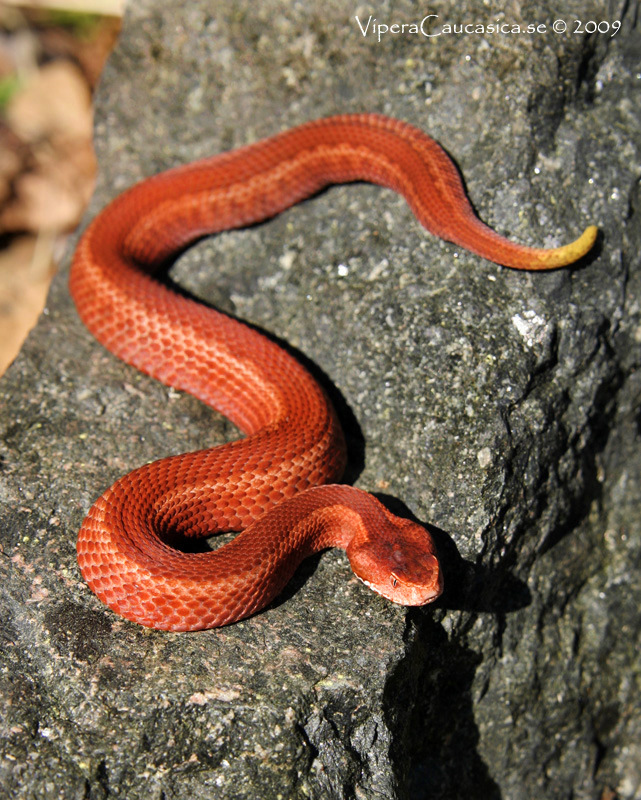 Pelias(Vipera)sp. photos 3411898775_5def4fa745_o