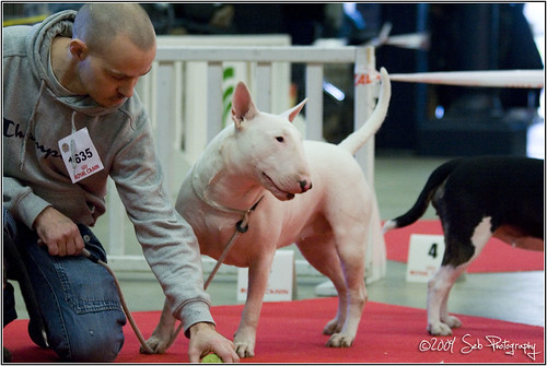 Paris dog show 2009 --> Reflex 3188008903_f351438ed4