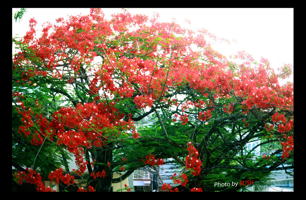 Mùa Hoa Phượng - 2010 4586103151_a7998573bd_b