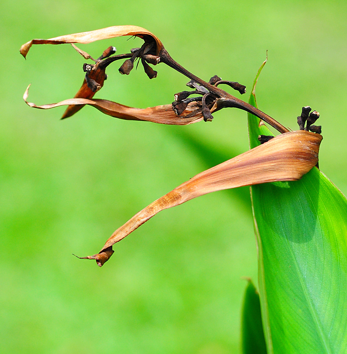 Dead Flower