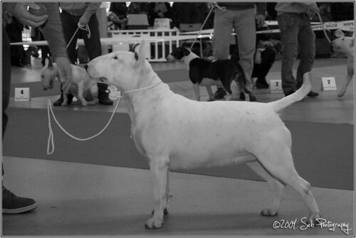 Paris dog show 2009 --> Reflex 3188010027_88f1a84f33