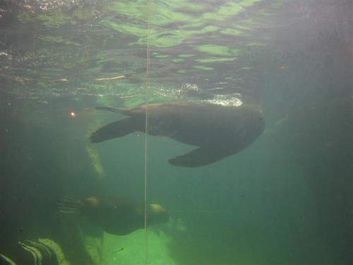 Sealand Aquarium, Noirmoutier 3657805547_af7c71b8c3